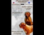 Dogue de Bordeaux štenci